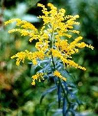 Goldenrod