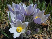 Pasque Flower